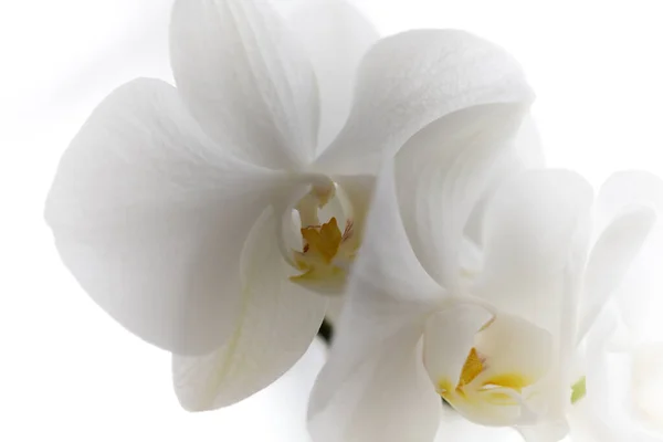 Primer Plano Orquídeas Blancas Sobre Fondo Claro Fondo Borroso Una —  Fotos de Stock