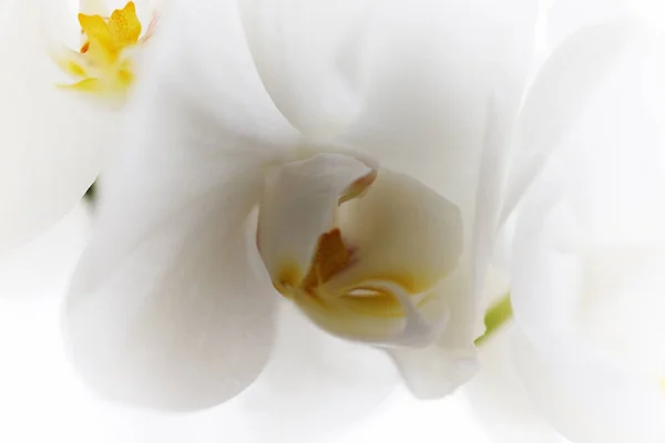 光の背景に白い蘭のクローズアップ 白い蘭の花の背景が赤くなります 閉めろ 出血しています — ストック写真