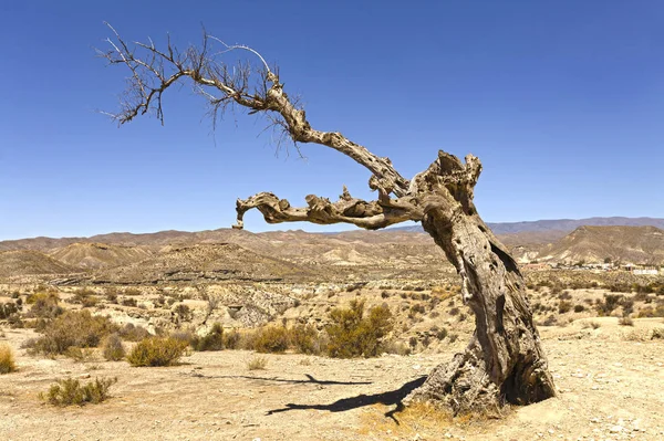 Dead tree on Tabernas Desert in Spain Royalty Free Stock Images