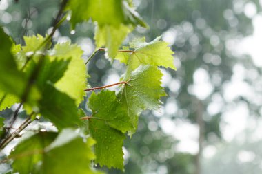 Yeşil akçaağaç yapraklarına yağmur damlaları