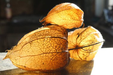 Physalis meyveleri, Physalis Peruviana. Kuru, altın filsalis kutuları ışıkla aydınlatılır. Yakın çekim..