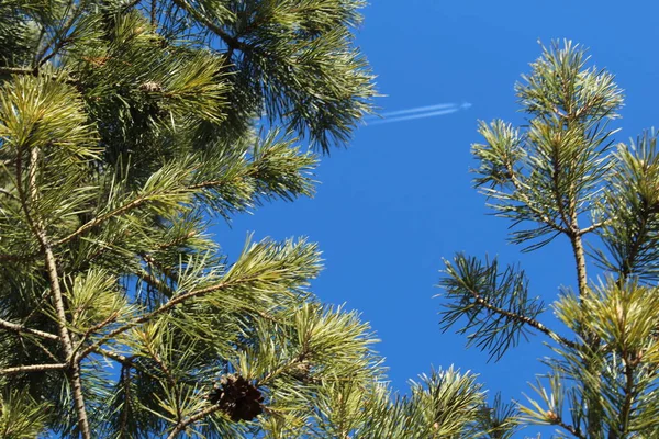 Vacker bild av vita plan flyger med spår i blå himmel — Stockfoto