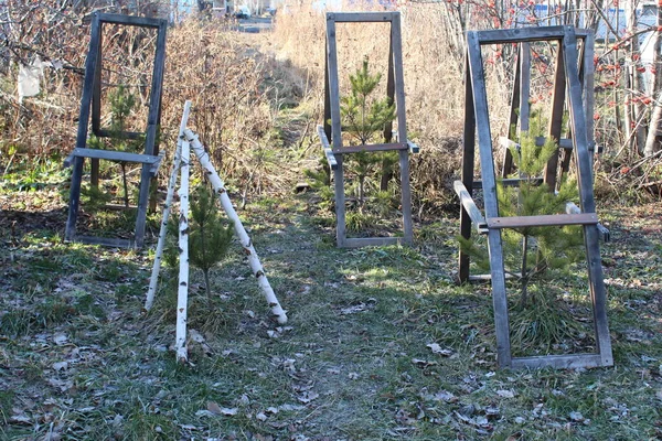 Kışın yeni dikilmiş sokak ağaçları. Ağaç çitler.