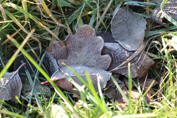 Mezi jinými listy a borovicovými jehličkami leží na zemi v lese dubový list. mráz políbil za chladného rána. — Stock fotografie