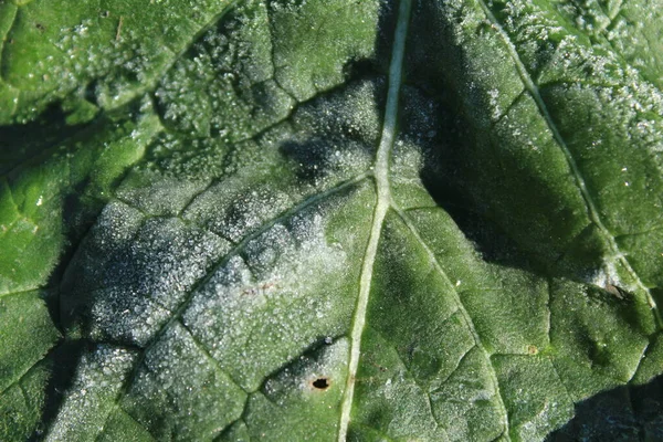 Harde vorst op een groot groen blad. De eerste vorst. De plotselinge kou op straat. Vorst op de randen van de bladeren van de plant. Sluiten. — Stockfoto