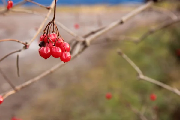Ягоды вибурнума на ветке без листьев поздней осенью — стоковое фото