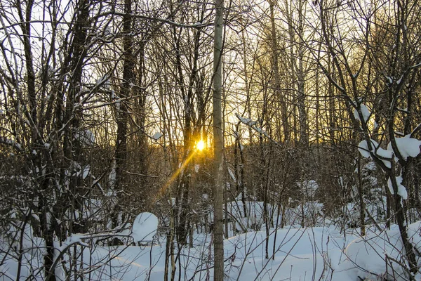 sun through tree branches in winter. trees in the other and snow.