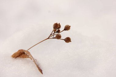 dried berries of a tree with a leaf in the snow. Place for text.