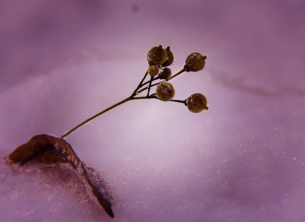 Dried berries of a tree with a leaf in the snow. Place for text. — Stok fotoğraf