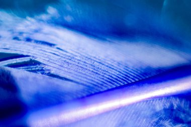 pen lines. blue feather on a shiny background. macrocosm balance