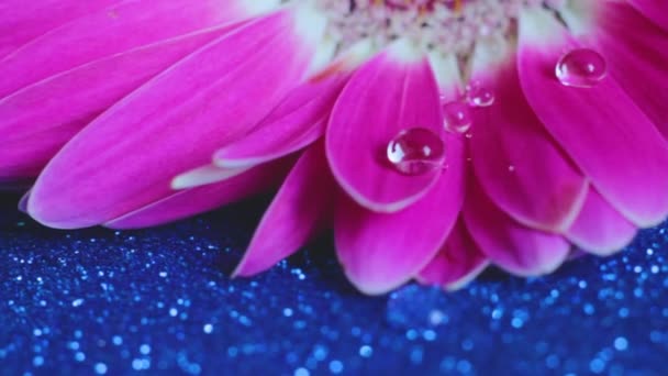 Pembe Gerbera Damlacıklarının Yaprakları Çiğ Taneleri Üzerinde Parlak Mavi Bir — Stok video