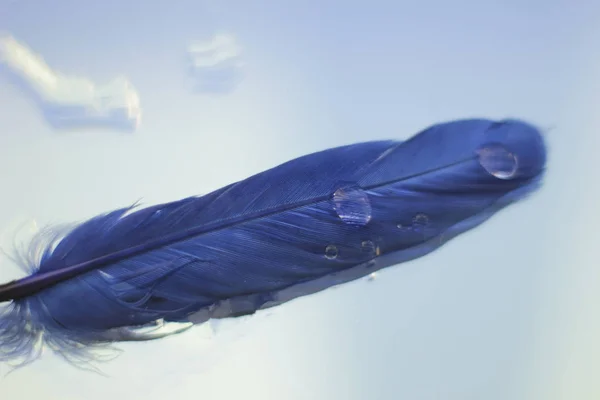 a blue feather rests on a mirror that reflects the sky. drops of water on a feather.