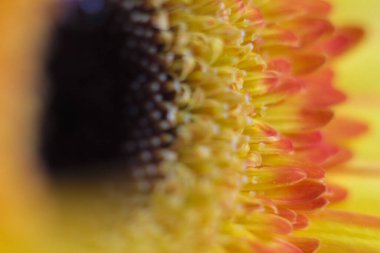 Gerbera 'nın çiçek başı, bahçeyi mavi bir arka planda, yaprakların üzerindeki su damlacıklarıyla filme aldı..