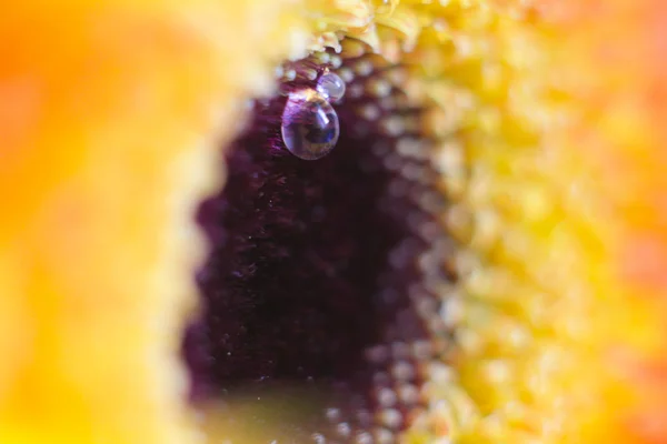 Gerbera Nın Çiçek Başı Bahçeyi Mavi Bir Arka Planda Yaprakların — Stok fotoğraf