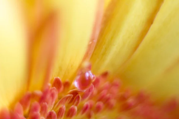 Gerbera Cabeza Flor Filmado Arboleda Fondo Brillante Azul Gotas Agua —  Fotos de Stock