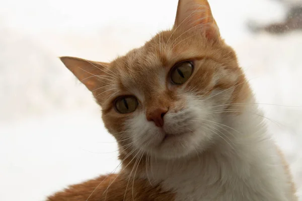 Gato Rojo Con Pecho Blanco Encuentra Alféizar Ventana Través Del — Foto de Stock