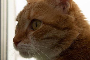 Beyaz göğüslü kırmızı kedi pencere eşiğinde yatar. Camdan sonbaharda ya da kışın çıplak ağaçları görebilirsin..