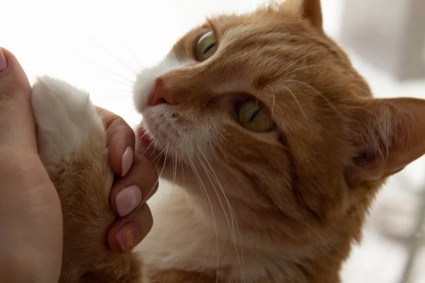 Gato Rojo Con Pecho Blanco Encuentra Alféizar Ventana Través Del — Foto de Stock