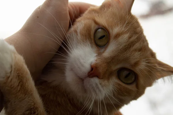 Gato Rojo Con Pecho Blanco Encuentra Alféizar Ventana Través Del — Foto de Stock