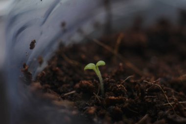 Taze çiçek fidanları. Tohum ekmek için filizlenmiş..