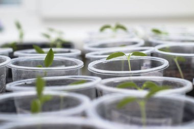Plastik bardakta domates tohumları. Her dalışta filizleniyor.
