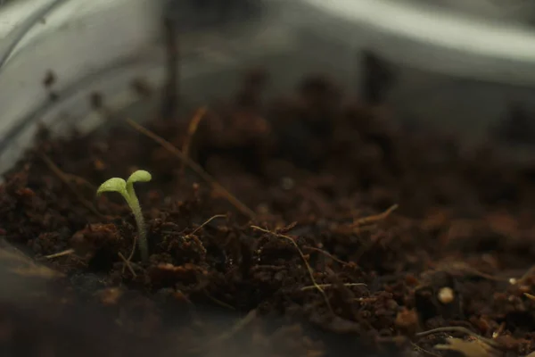 Fresh leaves of seedlings of flowers. sprouted seeds for planting.