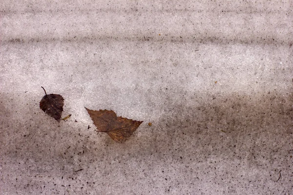 Schmelzender Schnee ist grau und schmutzig. drei trockene Birkenblätter bleiben im Schnee stecken — Stockfoto