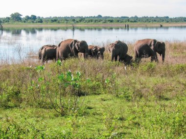 Sri Lanka 'daki Pinnawala Fil Yetimhanesi Ulusal Parkı' ndaki filler..