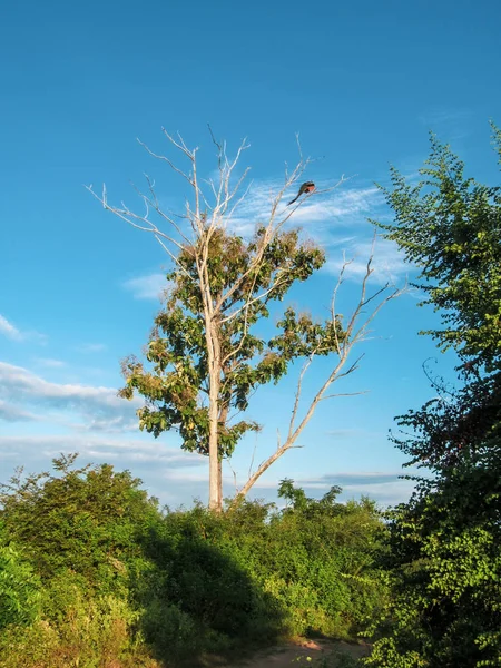 Wilder Pfau Allein Der Spitze Des Baumes Dambulla Sri Lanka — Stockfoto