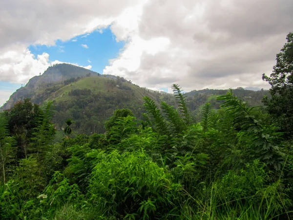 Piantagione Verde Nuwara Eliya Sri Lanka — Foto Stock