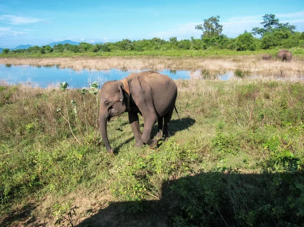 Elephants at the jungle of Pinnawala Elephant Orphanage National park in Sri Lanka.