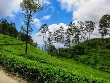 Nuwara Eliya, Sri Lanka 'daki yeşil çay çiftliği.
