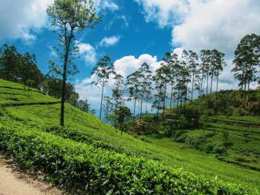 Nuwara Eliya, Sri Lanka 'daki yeşil çay çiftliği.