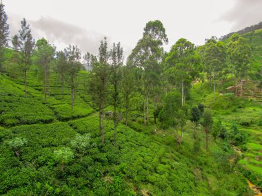 Nuwara Eliya, Sri Lanka 'daki yeşil çay çiftliği.