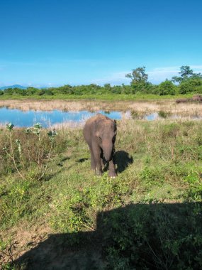 Sri Lanka 'daki Pinnawala Fil Yetimhanesi Ulusal Parkı' ndaki filler..