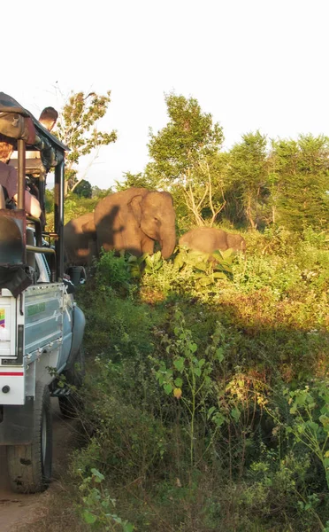 Tour Turístico Con Tuktuk Naturaleza Verde Sri Lanka —  Fotos de Stock