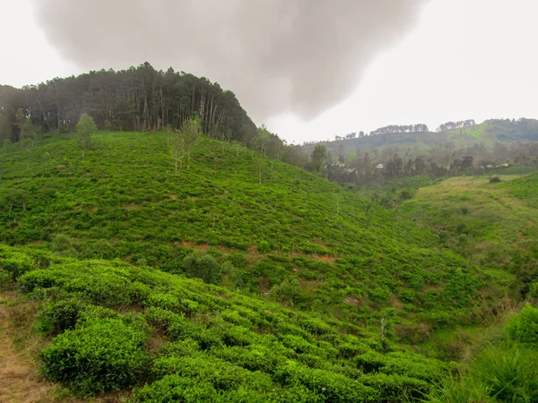 スリランカの茶畑に囲まれたCastlereigh貯水池の緑豊かな自然生息地 — ストック写真