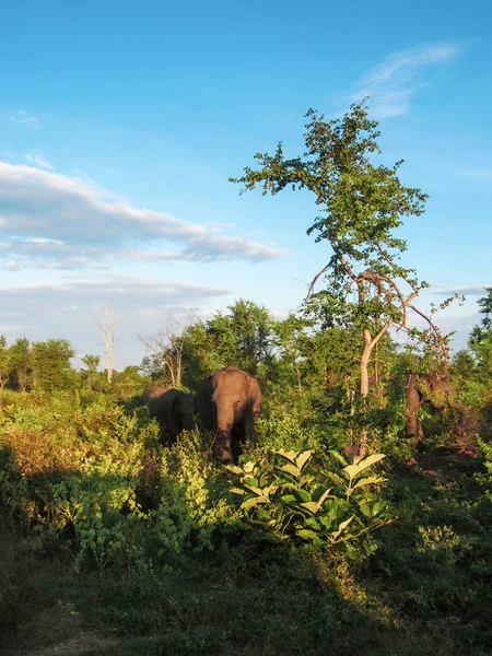 Sri Lanka 'daki Pinnawala Fil Yetimhanesi Ulusal Parkı' ndaki filler..