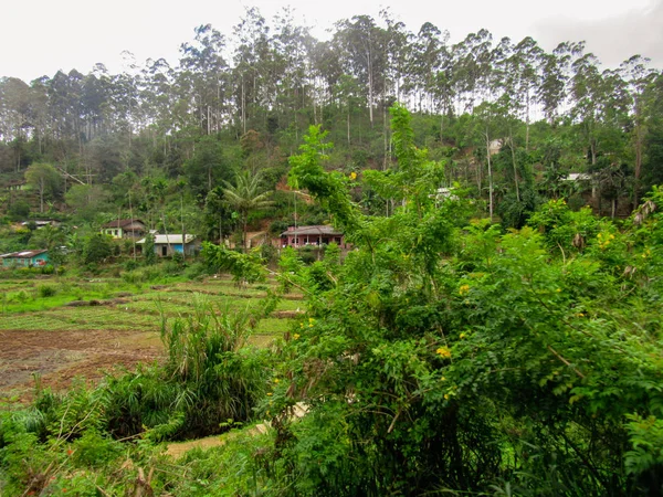 Grüner Natürlicher Lebensraum Castlereigh Reservoir Umgeben Von Teeplantagen Sri Lanka — Stockfoto