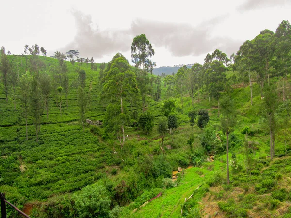 Hábitat Natural Verde Embalse Castlereigh Rodeado Plantaciones Sri Lanka — Foto de Stock