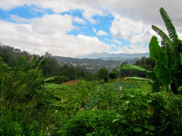 Habitat Naturale Verde Castlereigh Serbatoio Circondato Piantagioni Sri Lanka — Foto Stock