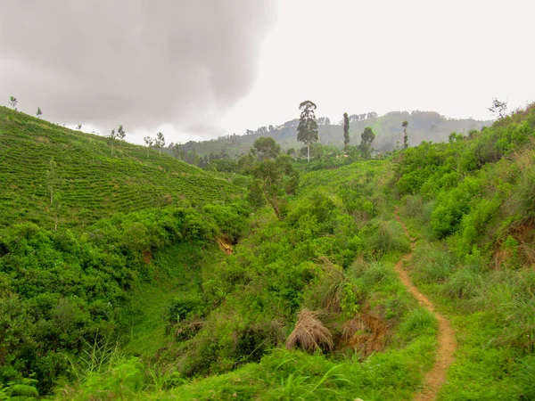 Habitat Naturale Verde Castlereigh Serbatoio Circondato Piantagioni Sri Lanka — Foto Stock