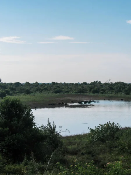 Groene Natuurlijke Habitat Bij Castlereigh Reservoir Omgeven Door Theeplantages Sri Stockfoto