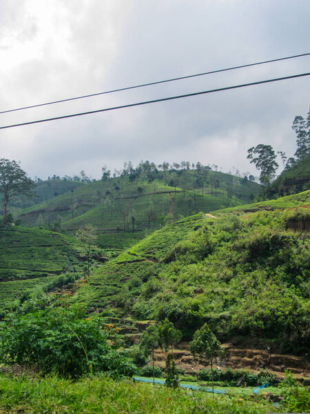 Чайные плантации и зеленая природа в маленькой деревне посреди гор Шри-Ланки
