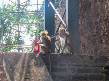 Sigirya, Sri Lanka 'daki Sigirya Aslan Kalesi' nin girişindeki maymunlar. 