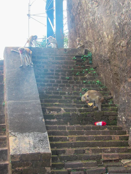 Majmok Sigiriya Oroszlán Kőerőd Bejáratánál Sigiriyában Srí Lankán — Stock Fotó