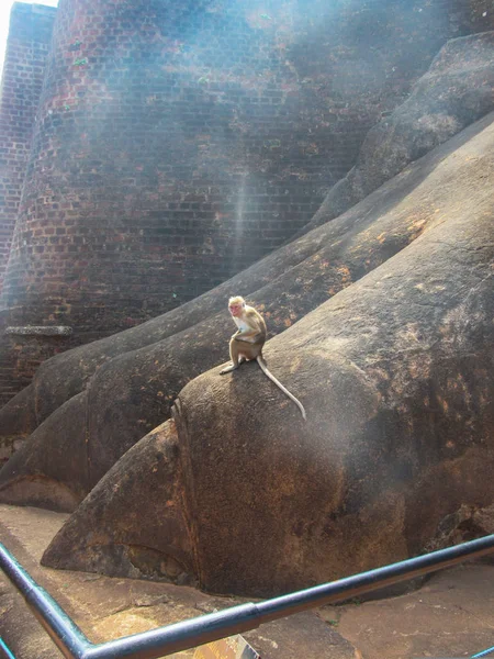 Małpy Przy Wejściu Twierdzy Sigiriya Lion Sigiriya Sri Lanka — Zdjęcie stockowe