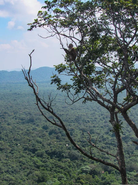 Yeşil Çay Tarlaları Sri Lanka Nın Orta Kesiminin Kırsal Manzarası — Stok fotoğraf