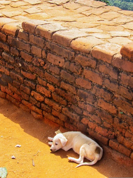 スリランカのシギリヤにあるシギリヤ獅子岩砦の上で寝ている犬 — ストック写真