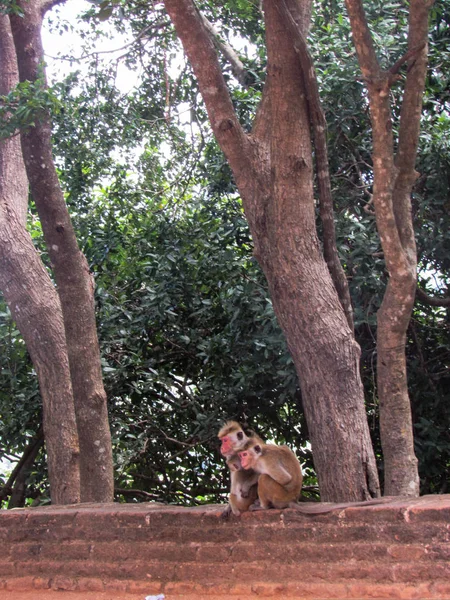 Małpy Przy Wejściu Twierdzy Sigiriya Lion Sigiriya Sri Lanka — Zdjęcie stockowe